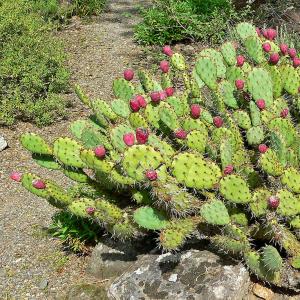 Prickly pear