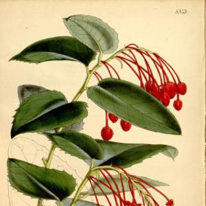 Berberidopsis corallina