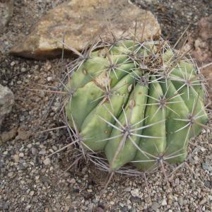Ferocactus alamosanus