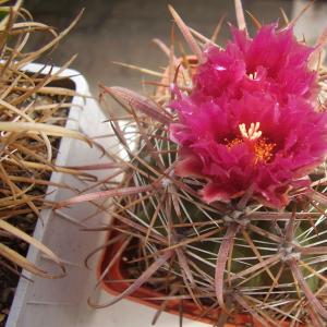 Ford Barrel Cactus