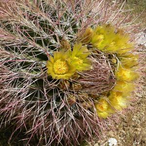 Ferocactus cylindraceus