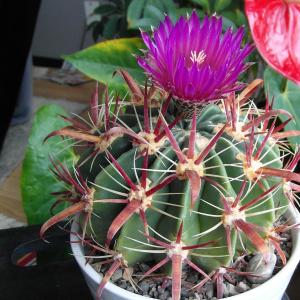 Ferocactus latispinus